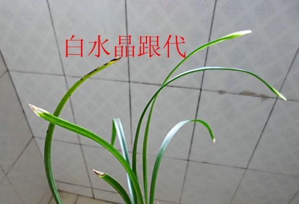 水晶兰花的养护技巧（做到这几点，让你的水晶兰花健康茁壮）