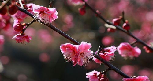 春天花开，缤纷绽放（迎春赏花，不容错过的美景）