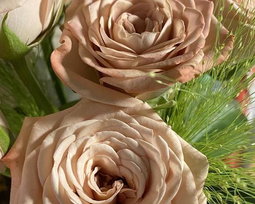 卡布奇诺玫瑰花语——爱与温暖的象征（用咖啡之美与花朵的柔情，传递心灵的温暖）