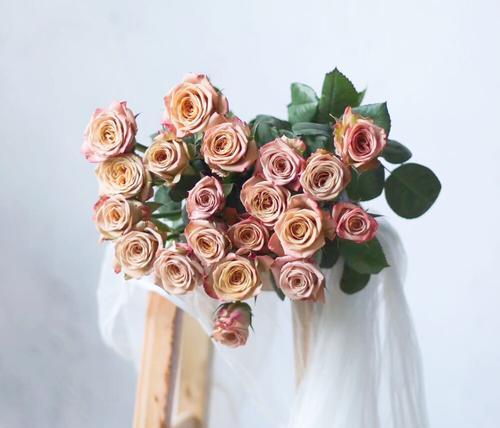 卡布奇诺玫瑰花语——爱与温暖的象征（用咖啡之美与花朵的柔情，传递心灵的温暖）