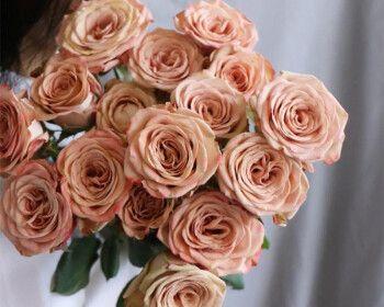 卡布奇诺玫瑰（卡布奇诺玫瑰的花语和寓意，探寻其中的浪漫与柔情）