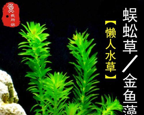 金鱼藻——一种优美的水草（了解金鱼藻的生长环境、形态和繁殖方法）