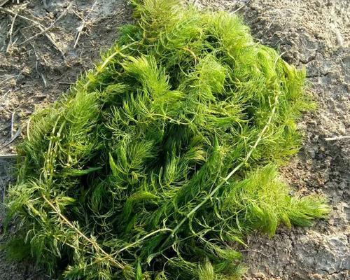 金鱼藻——一种优美的水草（了解金鱼藻的生长环境、形态和繁殖方法）