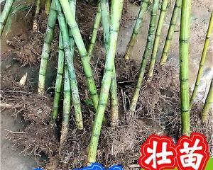 浅谈刚竹的种植方法（从选种到管理，快速掌握刚竹栽培技巧）