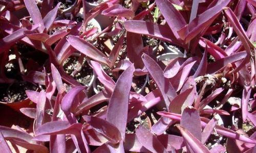 探讨紫鸭跖草的养殖方法（从种植到收获，打造丰收好心情）