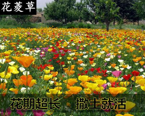 多年生花卉种子的种植与养护（打造多彩的花园，让美丽常驻）