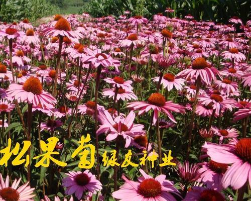 多年生花卉种子的种植与养护（打造多彩的花园，让美丽常驻）