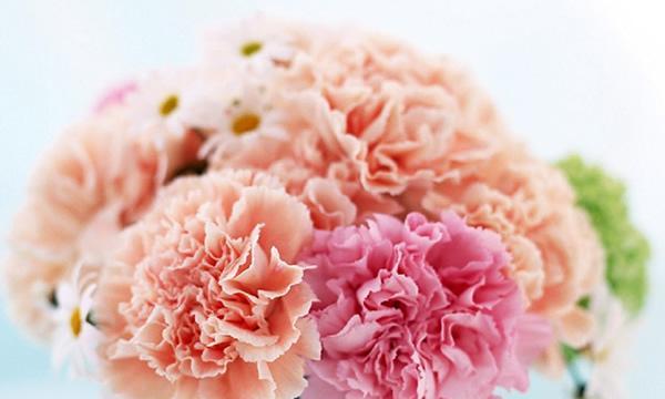 康乃馨的花语（康乃馨的花语是什么，它们代表着怎样的情感和寓意？）