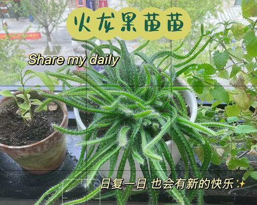如何盆栽火龙果树？（火龙果树养护全攻略）