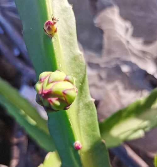 如何盆栽火龙果树？（火龙果树养护全攻略）