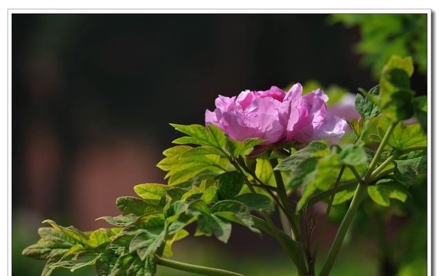 牡丹花的特点（美丽的花朵，华夏国宝）