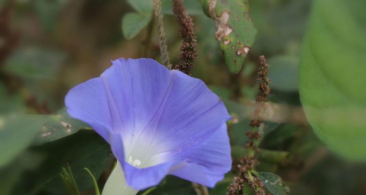 牵牛花的冬季保养（室外栽种怎么办？）