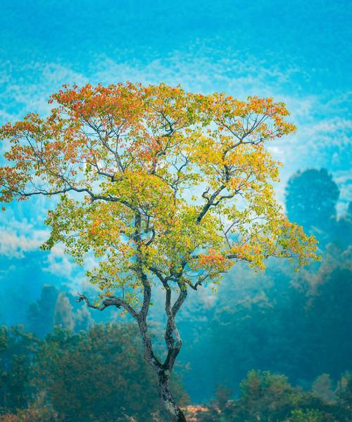 乌桕树——一种极具观赏价值的树种（探秘乌桕树的形态、生态及文化内涵）