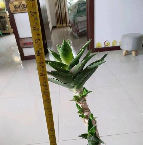 芦荟的种植与管理（如何在家中种植健康的芦荟？）
