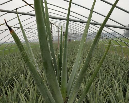 芦荟的种植与管理（如何在家中种植健康的芦荟？）