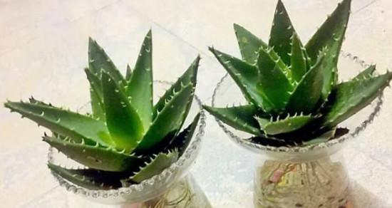 芦荟的种植与管理（如何在家中种植健康的芦荟？）