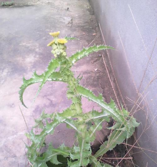 荆草是什么？（了解这种具有独特性状的植物，真的很重要！）