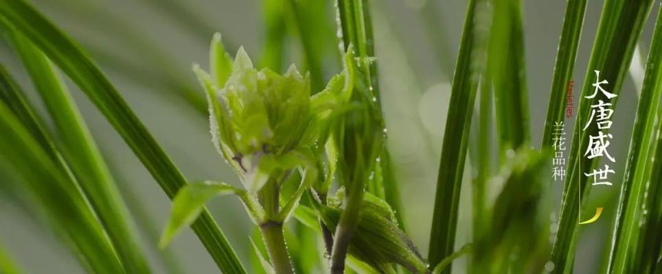 兰花种植技术教程（以品种选择、土壤调理、肥料施用、水分管理、病虫害防治为关键点）