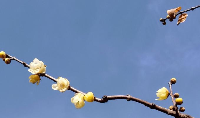 腊梅花的寓意与象征意义（传递冬季温暖的花朵，以腊梅花为主角）