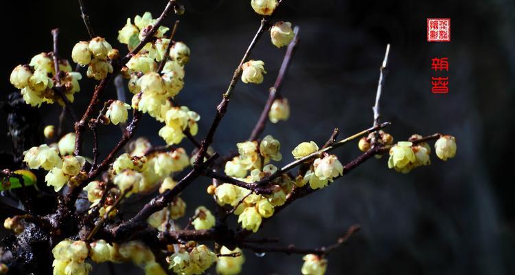 腊梅花（探寻腊梅花的花语与象征，传递坚贞不屈的力量）