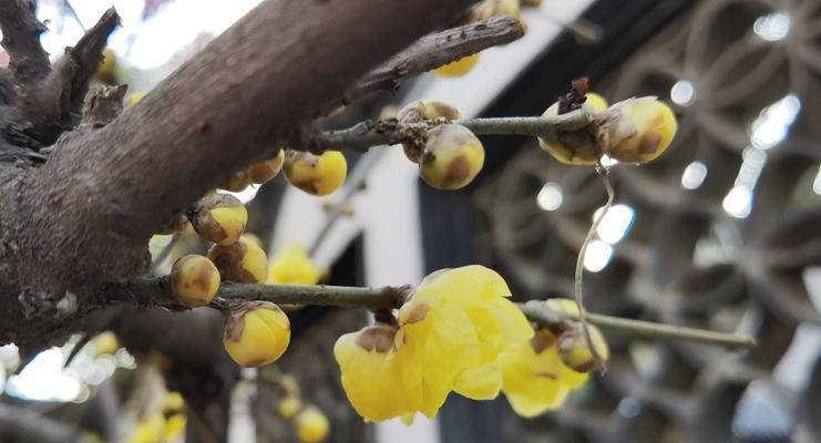 腊梅花（探寻腊梅花的花语与象征，传递坚贞不屈的力量）