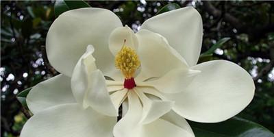 玉兰花——优雅的春季之美（了解玉兰花的特点与习性，欣赏它的芳香和美丽）