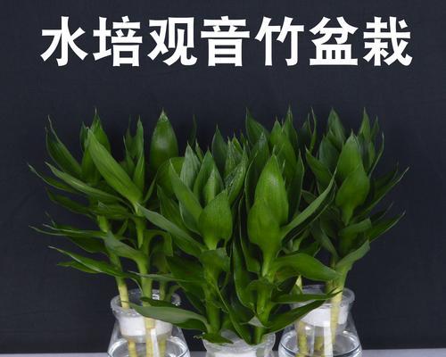 如何养护富贵竹，让其节节高升（打造属于自己的“小森林”，让生活更美好）