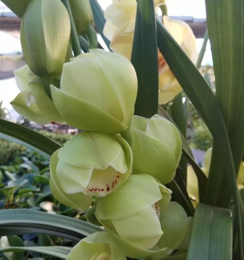 以兰花花语的深意与传承（探寻以兰花花语的寓意和文化渊源）