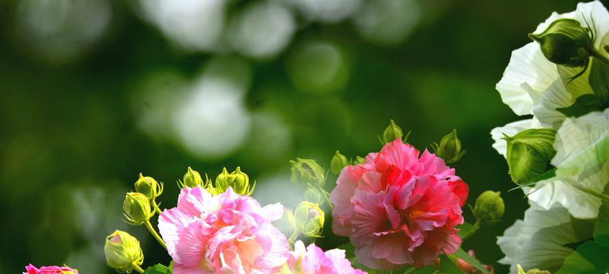 芙蓉花开花时间详解（了解芙蓉花的开花季节和花期）