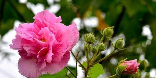 芙蓉花开花时间详解（了解芙蓉花的开花季节和花期）