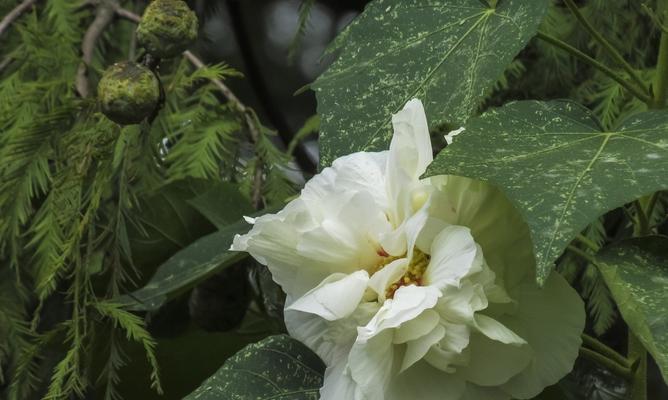 芙蓉花开花时间详解（了解芙蓉花的开花季节和花期）