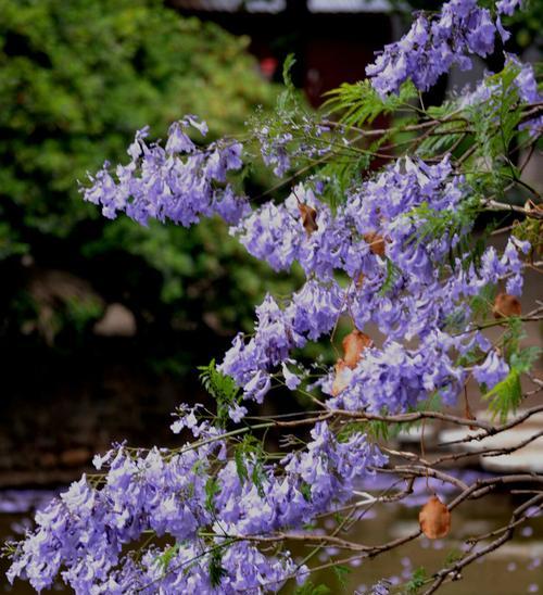 以蓝花楹的花语——美丽与坚韧并存（蓝花楹，传递生命的信仰）