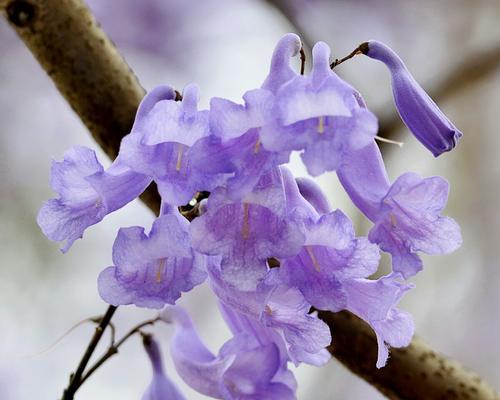 以蓝花楹的花语——美丽与坚韧并存（蓝花楹，传递生命的信仰）