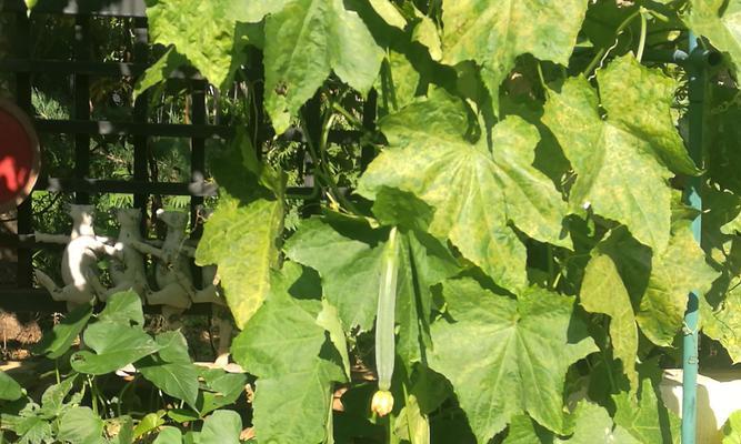 如何养殖丝爪？从不同季节的种植到维护都是关键（种植、病虫害预防、施肥和收获——丝爪的全面指南）