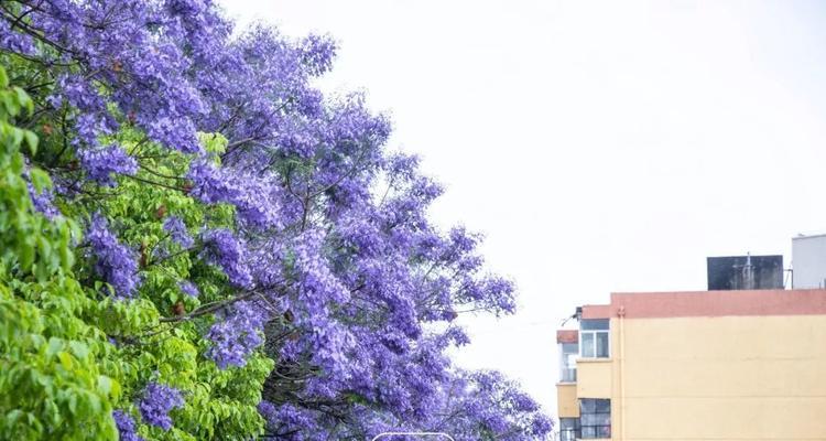 探寻蓝花楹花语的意义（解读蓝花楹的深层寓意，领悟自然之美）