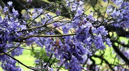 探寻蓝花楹花语的意义（解读蓝花楹的深层寓意，领悟自然之美）