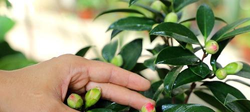 山茶花夏季养殖全攻略（山茶花生长、繁殖、养护详解，为你打造绚丽多彩的夏日花园）