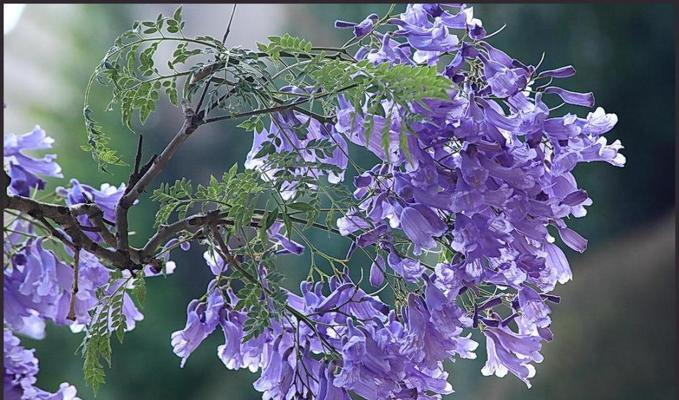 蓝花楹花语寓意的深刻内涵（探究蓝花楹的意义及象征）