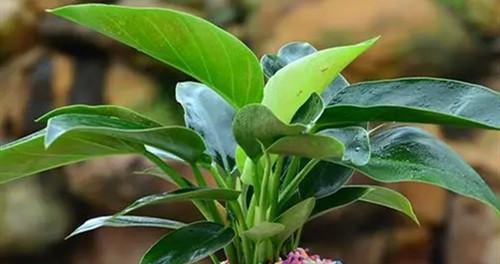 常见植物大揭秘（从花木草莓到花菜辣椒，看这篇就够了！）