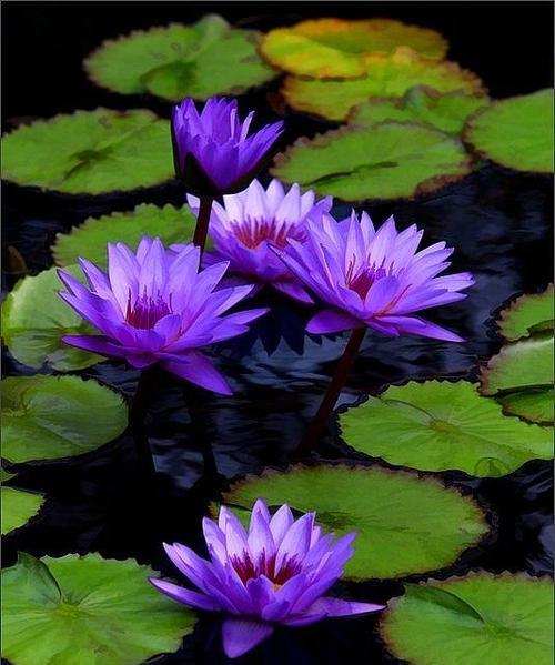 蓝莲花（以蓝莲花为媒介，探索勇气与希望在生活中的意义）