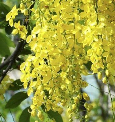 金链花——泰国的国花（传承文化美丽如花）