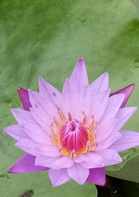 深情如蓝，蓝莲花花语的魅力（探索蓝莲花花语的内涵及其传递的情感）