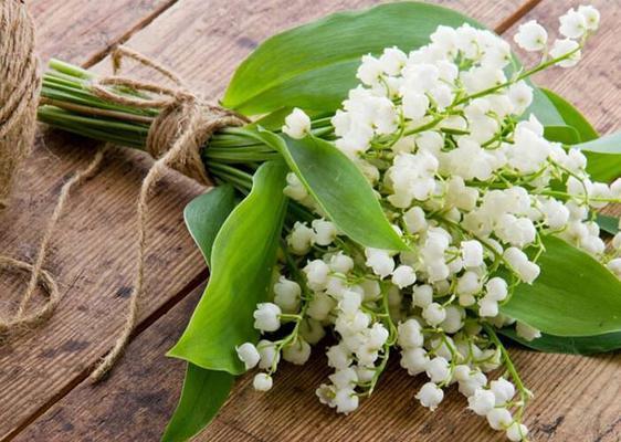 蓝铃花的花语和寓意（蓝铃花）