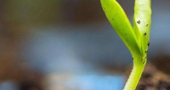 种子繁殖的植物（探讨植物自我复制机制）