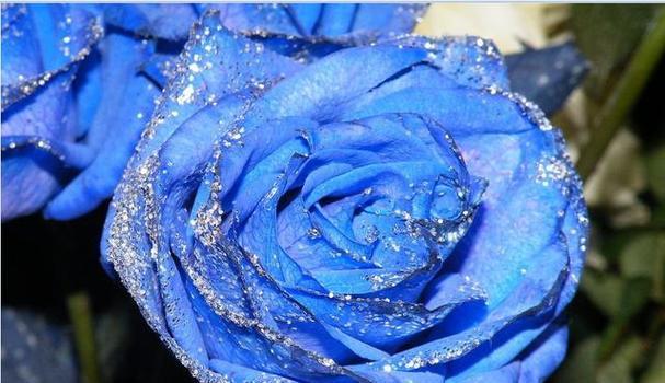 蓝玫瑰的象征意义与美丽传说（探秘蓝玫瑰的浪漫寓意及传说背后的故事）