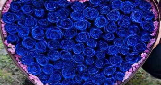 蓝玫瑰（蓝玫瑰的象征意义及种植方法）
