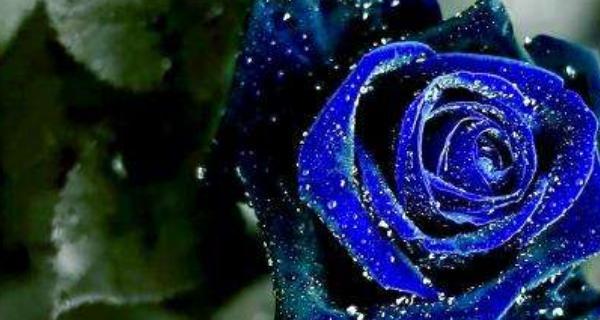 探寻蓝玫瑰的神秘意义（蓝玫瑰的美丽传说与象征意义）