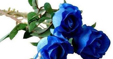 探寻蓝玫瑰的神秘意义（蓝玫瑰的美丽传说与象征意义）
