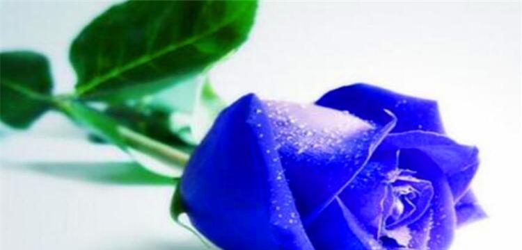 碎冰蓝玫瑰花语（寄托心意的蓝色守护）