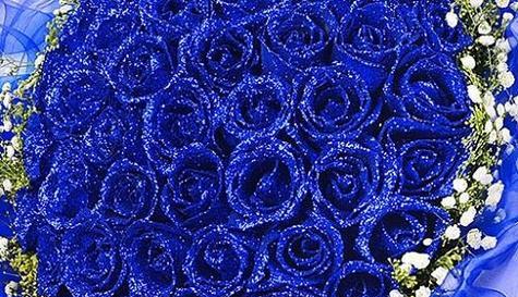 以蓝玫瑰花代表什么意思？（探寻蓝玫瑰的象征意义）